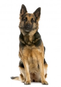 German shepherd sitting, 4 years old, isolated on white